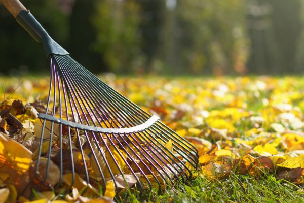 Leaf Cleanup Service in Fort Myers