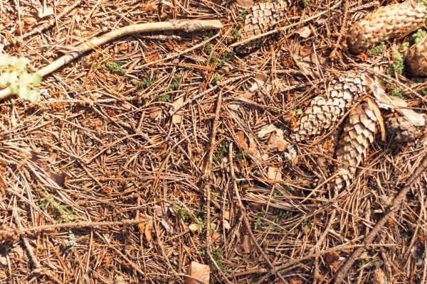 Pine Needles Removal in Fort Myers