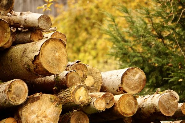 Wood Pile Removal in Fort Myers