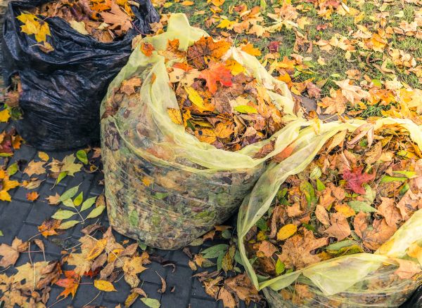 Yard Cleanup Service in Fort Myers