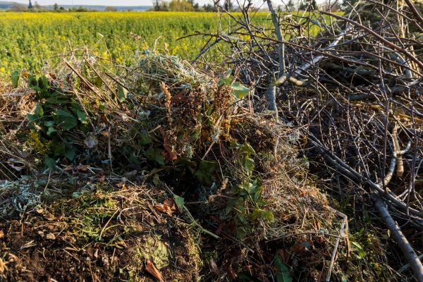 Brush Disposal in Fort Myers