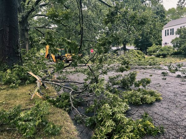 Tree Branch Disposal in Fort Myers