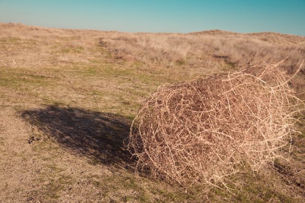 Tumbleweed Removal in Fort Myers