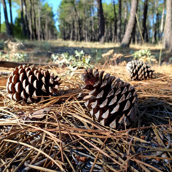 Pine Cone Removal in Fort Myers