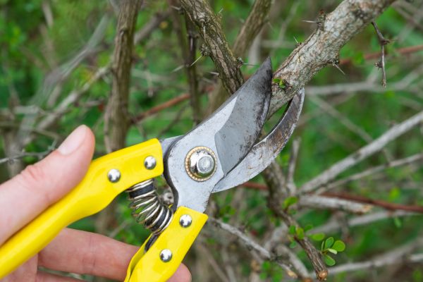 Limbs Removal in Fort Myers