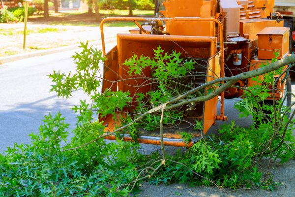 Tree Branches Removal in Fort Myers