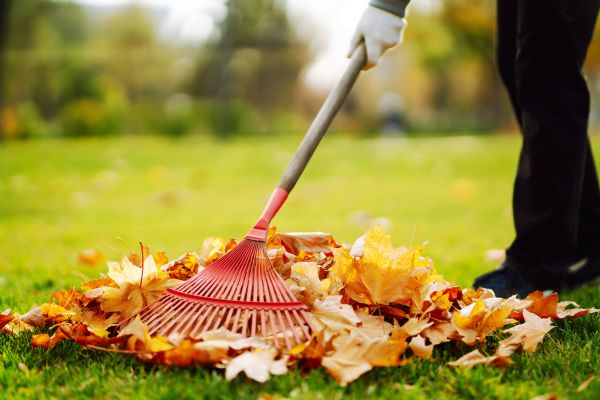 Ditch Leaf Removal in Fort Myers