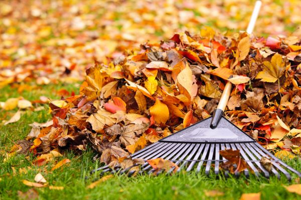 Yard Leaf Removal in Fort Myers