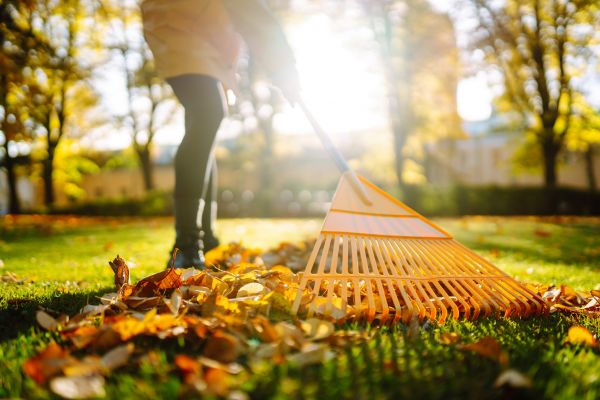 Leaves Raking in Fort Myers