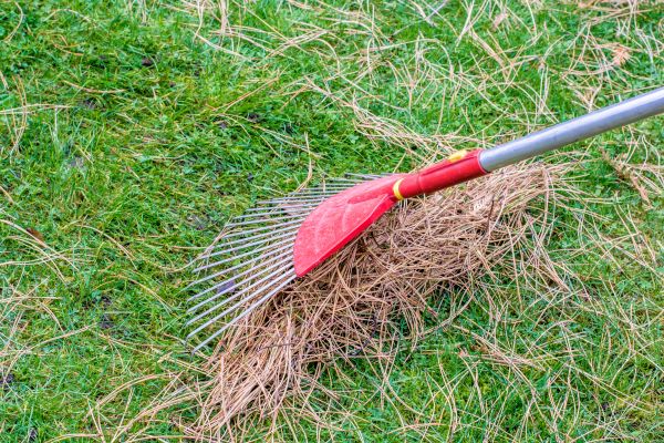 Yard Raking in Fort Myers