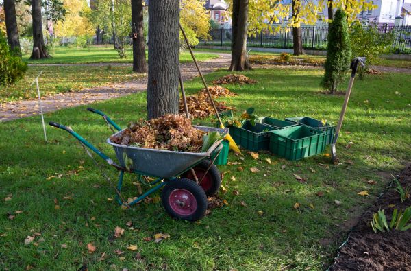 Leaf Clearing Service in Fort Myers
