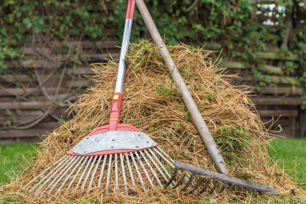 Pine Straw Clearing in Fort Myers