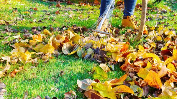 Lawn Cleanup Service in Fort Myers