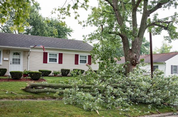 Fallen Branch Removal in Fort Myers