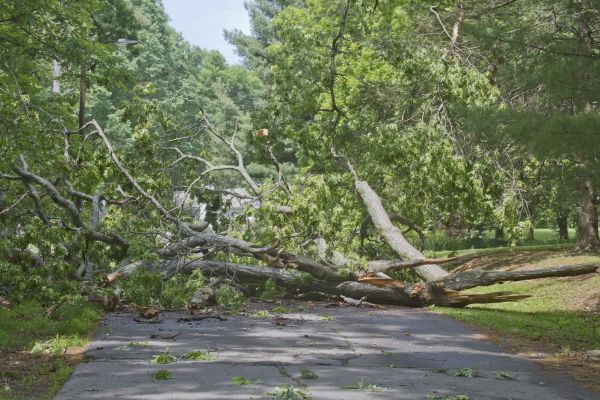Tree Debris Removal in Fort Myers